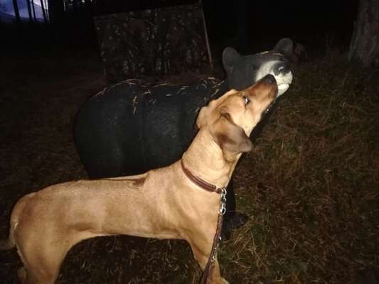 Rhodesian Ridgeback-Beitrag-Bild