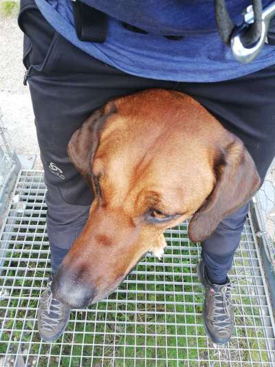 Rhodesian Ridgeback-Beitrag-Bild