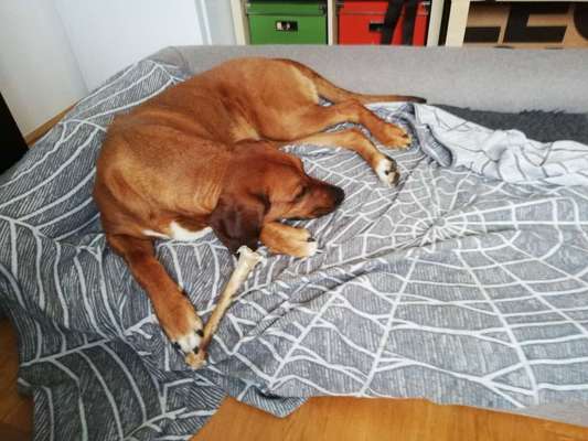 Rhodesian Ridgeback-Beitrag-Bild