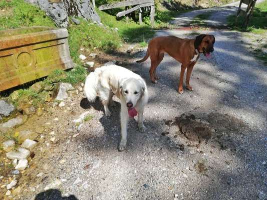Rhodesian Ridgeback-Beitrag-Bild