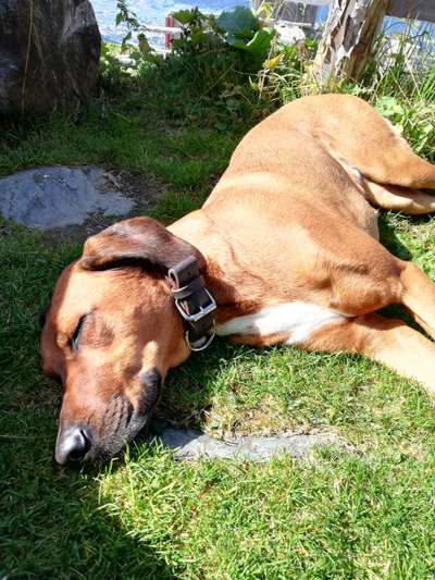 Rhodesian Ridgeback-Beitrag-Bild