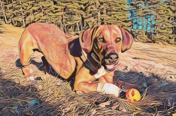 Fotochallenge 124 - Dein Comic-Hund-Beitrag-Bild