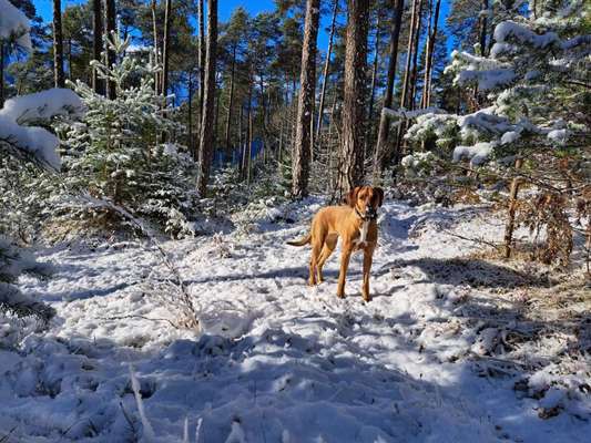 Rhodesian Ridgeback-Beitrag-Bild