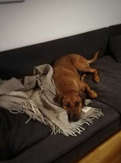 Rhodesian Ridgeback-Beitrag-Bild