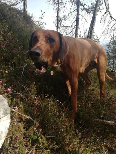Rhodesian Ridgeback-Beitrag-Bild