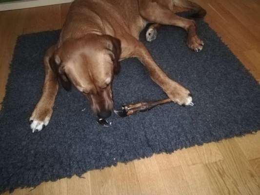 Rhodesian Ridgeback-Beitrag-Bild