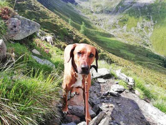 Rhodesian Ridgeback-Beitrag-Bild