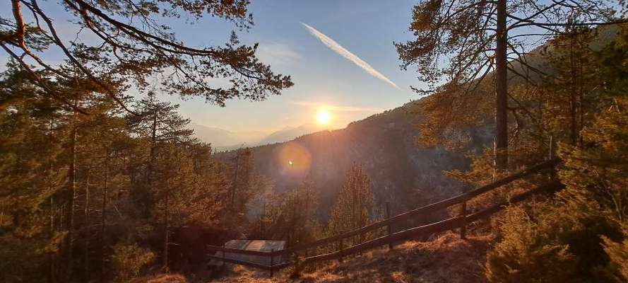 Rhodesian Ridgeback-Beitrag-Bild