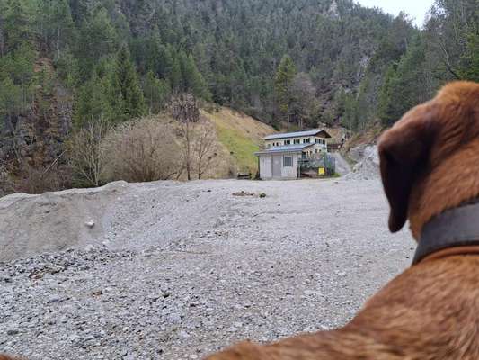 Rhodesian Ridgeback-Beitrag-Bild