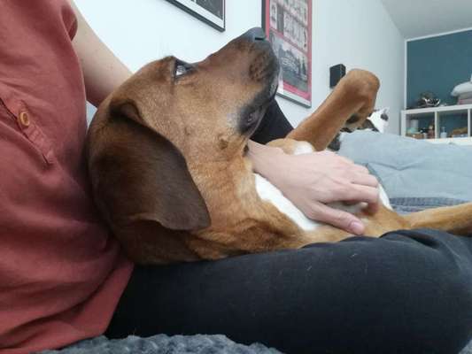 Rhodesian Ridgeback-Beitrag-Bild