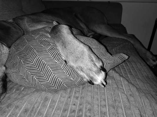 Rhodesian Ridgeback-Beitrag-Bild