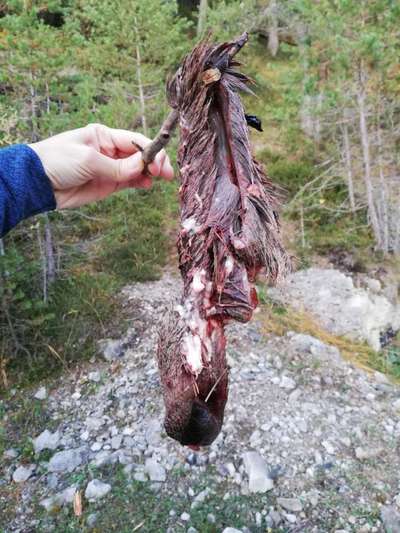 Rhodesian Ridgeback-Beitrag-Bild