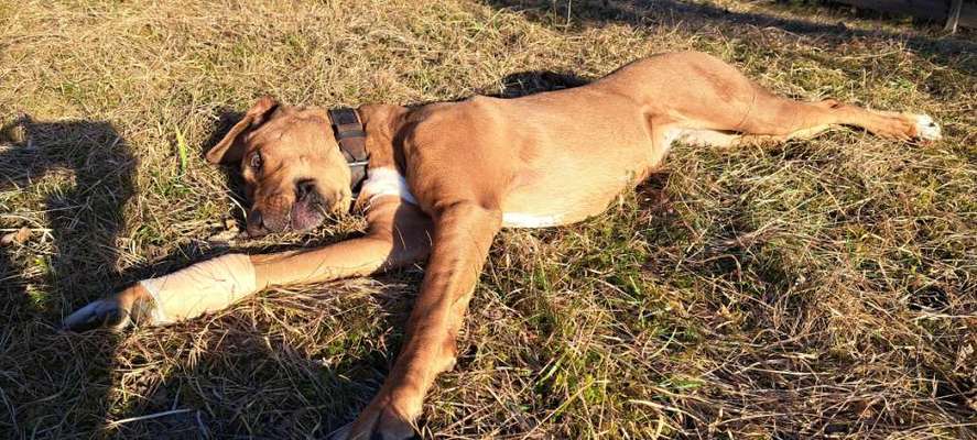 Rhodesian Ridgeback-Beitrag-Bild