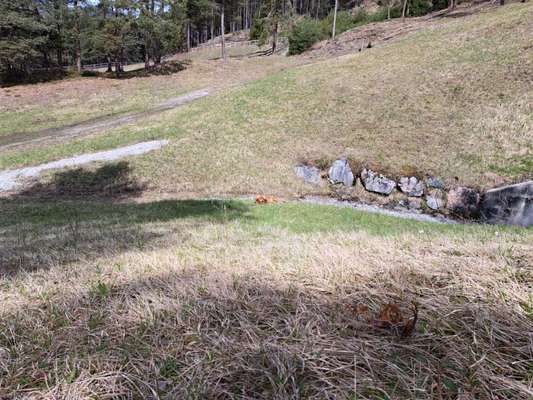 Rhodesian Ridgeback-Beitrag-Bild