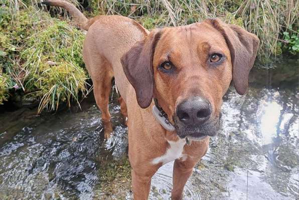 Rhodesian Ridgeback-Beitrag-Bild