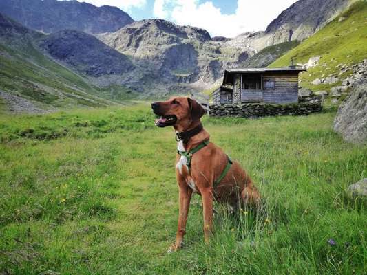 Rhodesian Ridgeback-Beitrag-Bild