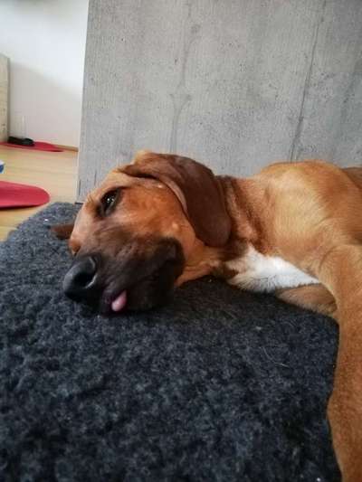 Rhodesian Ridgeback-Beitrag-Bild