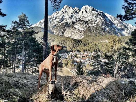 Rhodesian Ridgeback-Beitrag-Bild