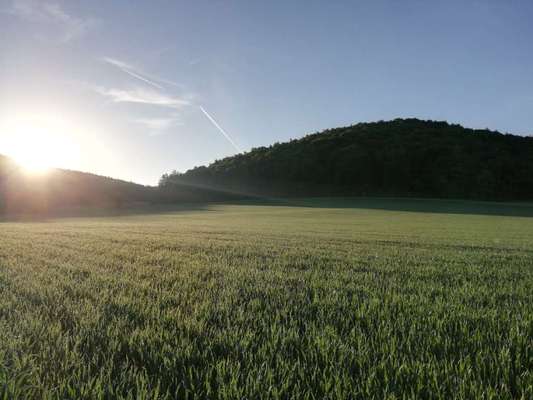Rhodesian Ridgeback-Beitrag-Bild
