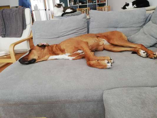 Rhodesian Ridgeback-Beitrag-Bild