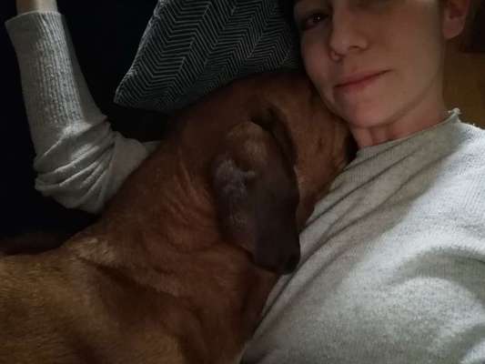 Rhodesian Ridgeback-Beitrag-Bild