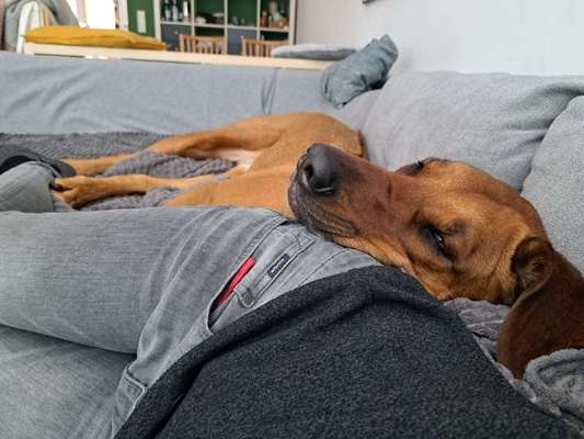Rhodesian Ridgeback-Beitrag-Bild