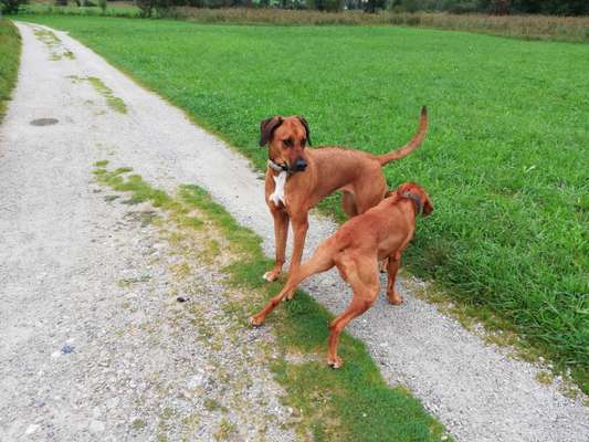 Rhodesian Ridgeback-Beitrag-Bild