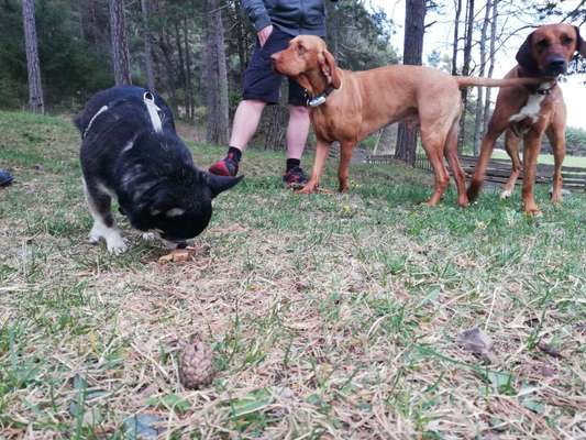 Rhodesian Ridgeback-Beitrag-Bild