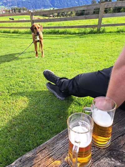 Rhodesian Ridgeback-Beitrag-Bild