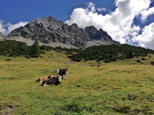 Rhodesian Ridgeback-Beitrag-Bild