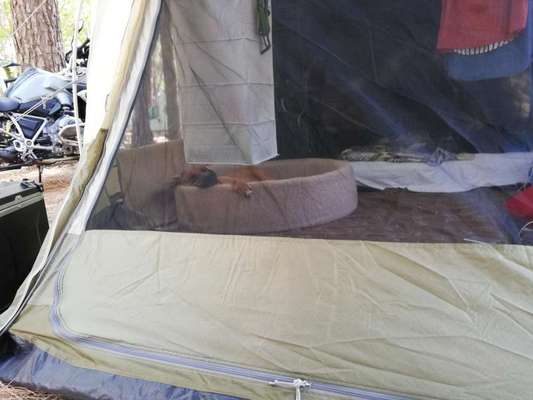 Rhodesian Ridgeback-Beitrag-Bild