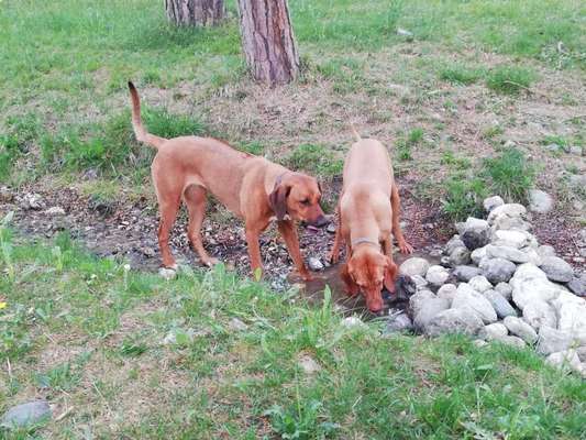 Rhodesian Ridgeback-Beitrag-Bild