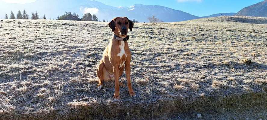 Rhodesian Ridgeback-Beitrag-Bild