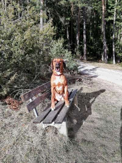 Rhodesian Ridgeback-Beitrag-Bild
