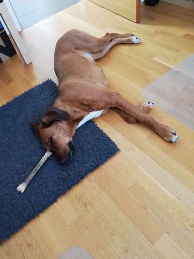 Rhodesian Ridgeback-Beitrag-Bild