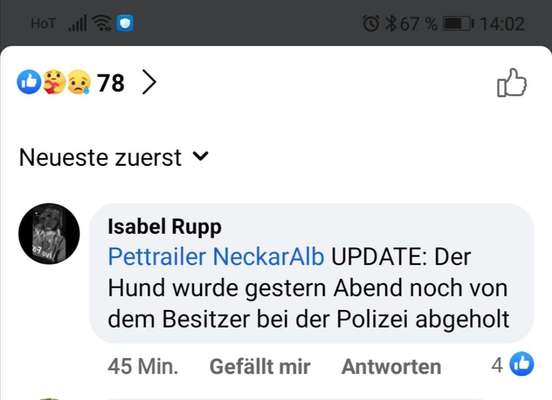 Rhodesian Ridgeback-Beitrag-Bild