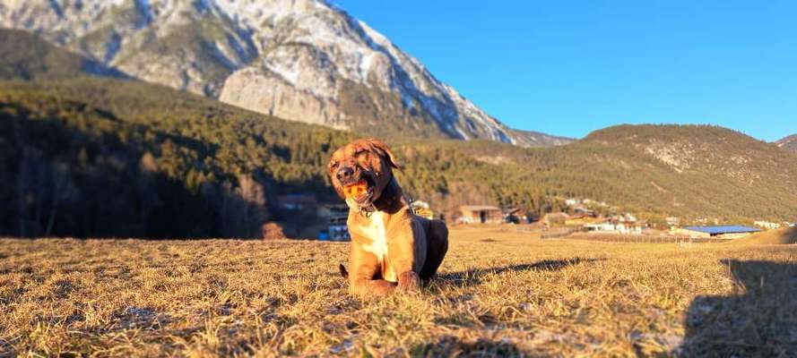 Rhodesian Ridgeback-Beitrag-Bild