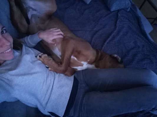 Rhodesian Ridgeback-Beitrag-Bild