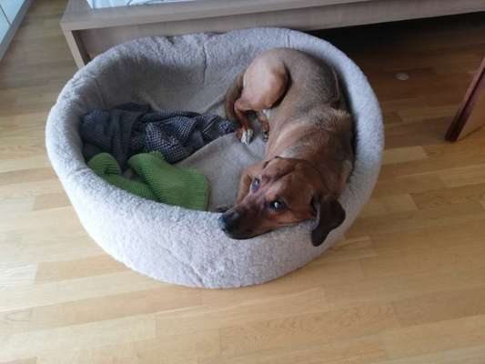 Ridgeback Ausstattung-Beitrag-Bild
