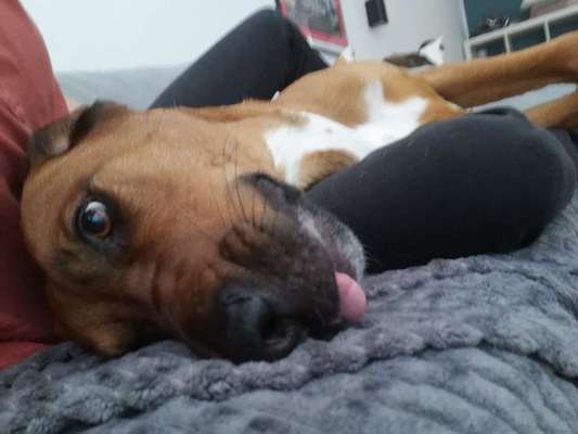 Rhodesian Ridgeback-Beitrag-Bild