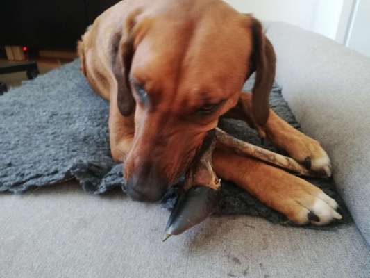 Rhodesian Ridgeback-Beitrag-Bild