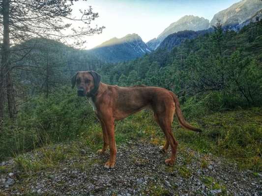 Rhodesian Ridgeback-Beitrag-Bild