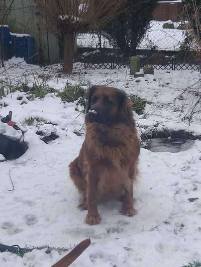 Rhodesian Ridgeback-Beitrag-Bild