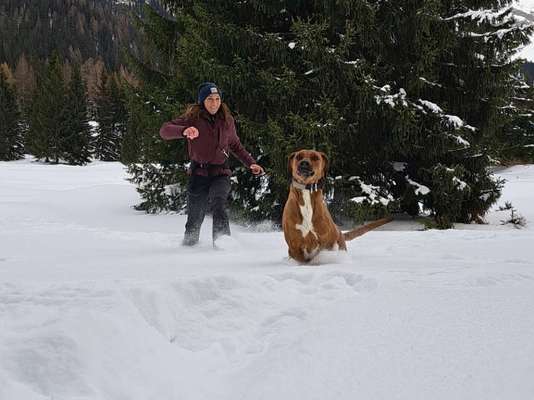 Rhodesian Ridgeback-Beitrag-Bild