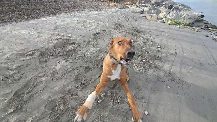 Rhodesian Ridgeback-Beitrag-Bild
