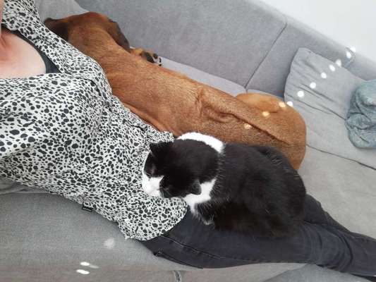 Rhodesian Ridgeback-Beitrag-Bild