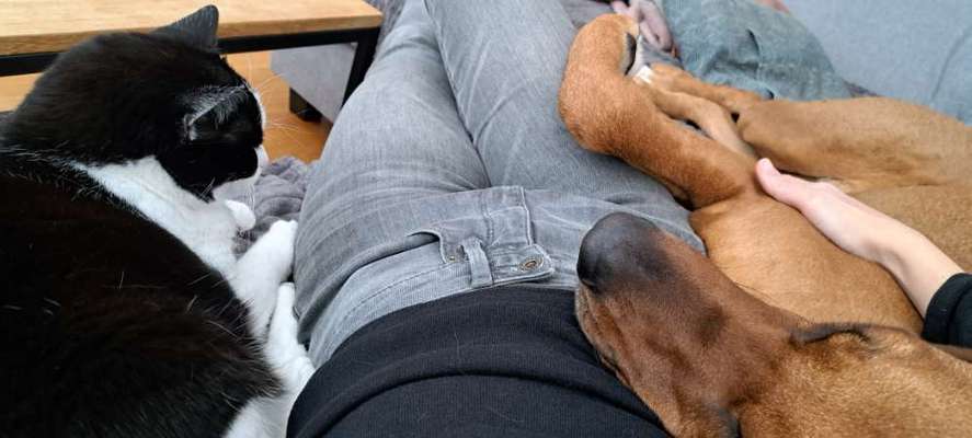 Rhodesian Ridgeback-Beitrag-Bild