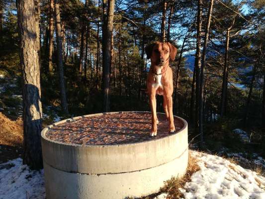 Rhodesian Ridgeback-Beitrag-Bild