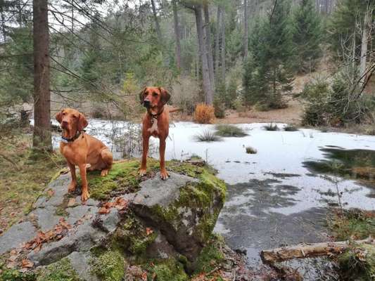 Rhodesian Ridgeback-Beitrag-Bild