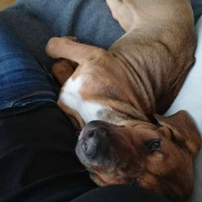 Rhodesian Ridgeback-Beitrag-Bild